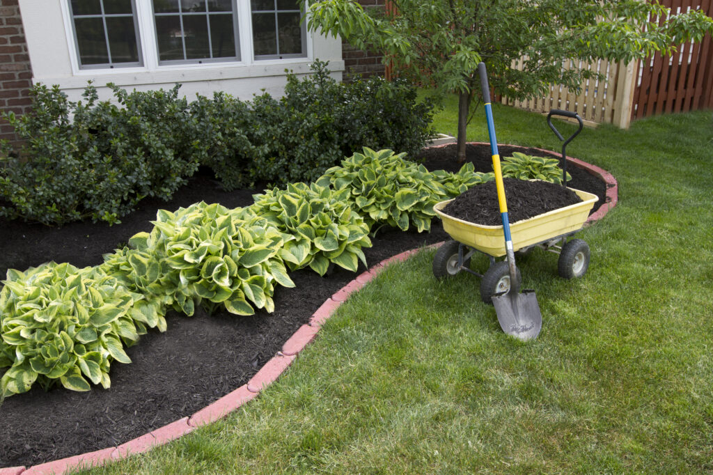 Mulching in the garden